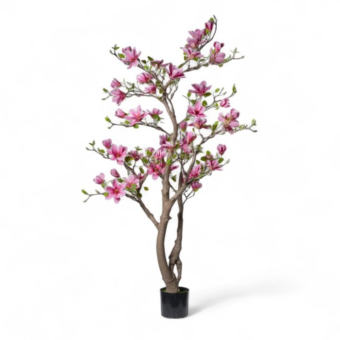 PIANTA MAGNOLIA CM180 C50 FIO